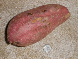 Japanese sweet potato